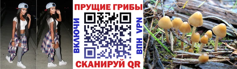 Псилоцибиновые грибы Psilocybe  Ужур 